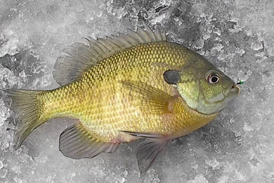Slab Bluegill On A Marmooska