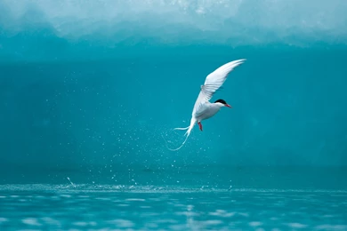 Iceland  Lagoon Fishing In The Ice Of The Arctic Tern Wallpapers ...