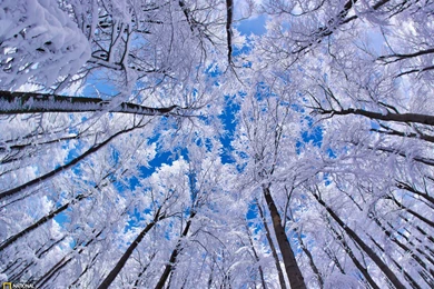 Beech Forest Photo – Nature Wallpapers – National Geographic Photo ...