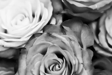 Black white roses black and white iphone 6 plus 1080x1920 wallpaper.jpg