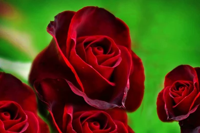 Red Roses HD Wallpapers Free Download