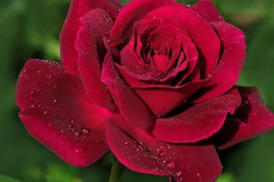 YouWall   Red Rose Wallpapers   Wallpaper,wallpapers,free Wallpapers ...