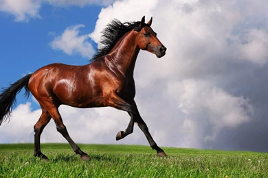 Equestrian Horses HD Wallpapers (2)