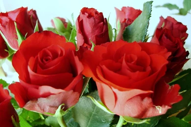 Only Red Roses High Quality Wallpapers