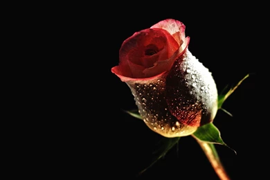 Water Drops On A Red Rose Wallpapers 27264