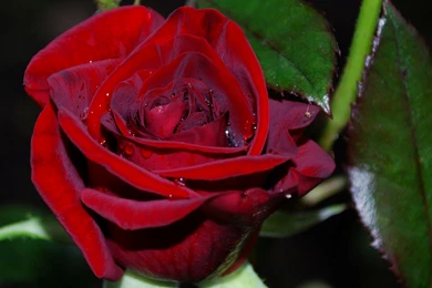 Beautiful Red Rose Flower HD Desktop Backgrounds Photo