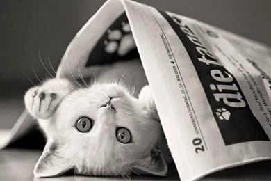 Newspaper Desktop Wallpapers Newspaper And Kitty Photos Of Creating ...