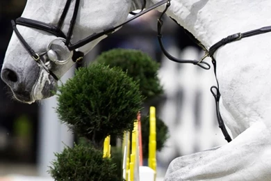 Download Wallpapers 750x1334 Equestrian, Rider, Girl, Sport iPhone ...