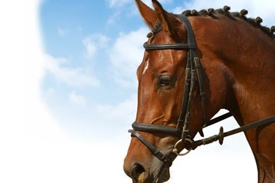 Dressage Horse Horses Love Equestrian Sport Horses Wallpapers ...