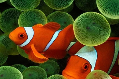 Clown Fish iPhone 6 Wallpapers   iPhone 6 Wallpapers