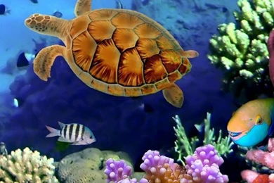 Fish iPhone 5s Wallpapers