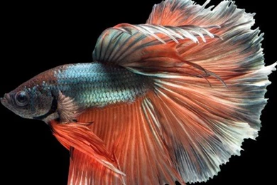 Apple iPhone 6s Wallpapers With Multicolor Male Betta Fish In Dark ...