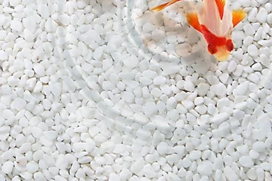 Cute Realistic Gold Fish iPhone Wallpaper. Tap To See More ...