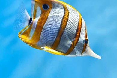 Iphone Copperband Fish.jpg