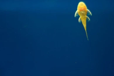 Armenia Fish iPhone Wallpapers