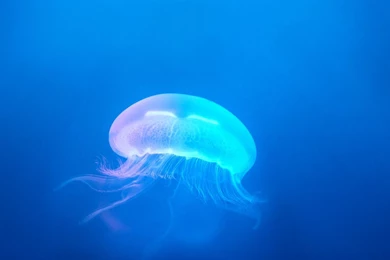 Jelly Fish iPhone HD Wallpapers   WallpaperSnaps.comWallpaperSnaps.com