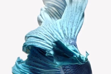 Iphone 6s Black Fish Gold Wallpapers Ios9