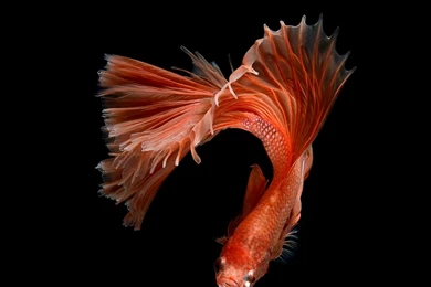 Betta Fish Wallpapers For Android – Betta Fish Lover