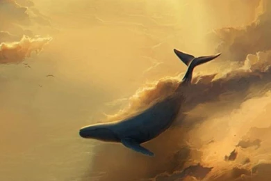 Clown Fish iPhone 6 Wallpapers   iPhone 6 Wallpapers