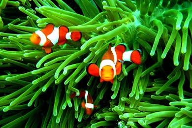 Clownfish Backgrounds   Wallpapers Cave