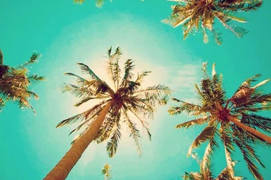 Iphone Backgrounds Tumblr Hipster