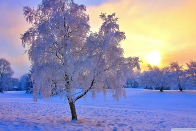 Landscapes Trees Winter Snow Sunset Sunrise Hdr Wallpapers ...
