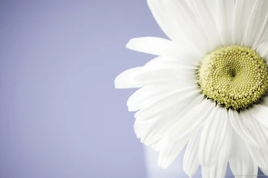 Download 1280x800 Daisy Flower Wallpapers