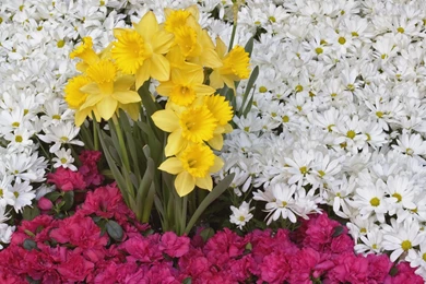 Flower Arrangement 12885   Flower Wallpapers   Flowers