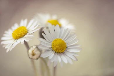 194 Daisy HD Wallpapers