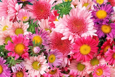 194 Daisy HD Wallpapers