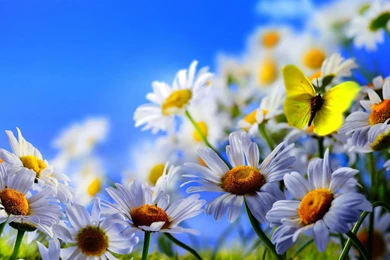 Daisy Flowers Wallpapers   ImgMob