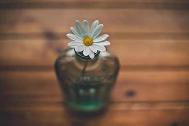 Daisy Flower HD Wallpapers For Desktop