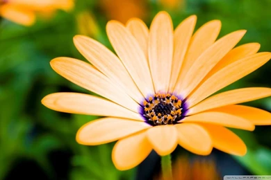 Orange Cape Daisy Flower HD Desktop Wallpapers : Widescreen : High ...
