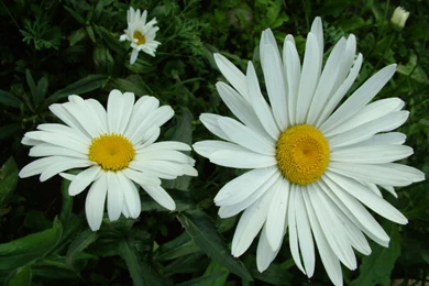 Daisy Flower Wallpapers