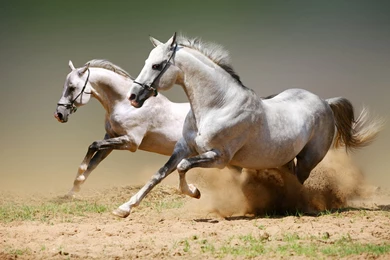 Arabian Horse Wallpapers HD 2413   Amazing Wallpaperz