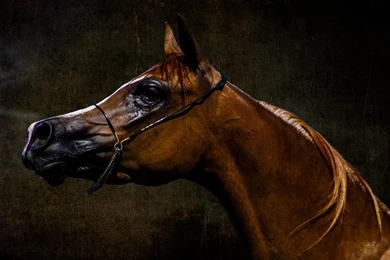 Arabian Horse HD Desktop Wallpapers : Widescreen : High Definition ...