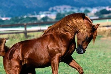 Arabian horses hd wallpapers 4.jpg