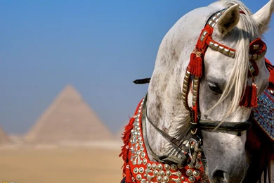 Arabian Horse Digital Wallpapers 2476   Amazing Wallpaperz