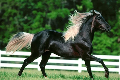 Arabian Horse Wallpapers