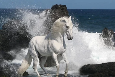 White Arabian Horse Wallpapers