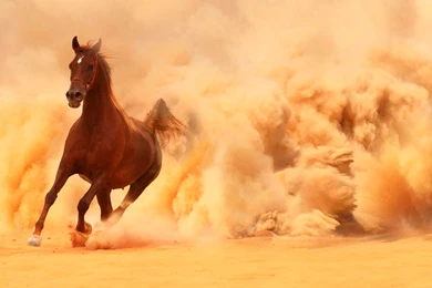 Arabian Horse Running Out Of The Desert Storm Wallpapers