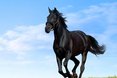 Arabian Horse Wallpapers