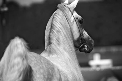 Arabian Horses Hd Wallpapers (6)   Pleasantwalls.com