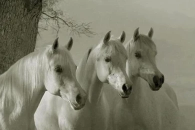 Arabian Horse Wallpapers Desktop