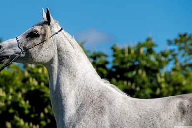 Arabian Horse HD Desktop Wallpapers : Widescreen : High Definition ...