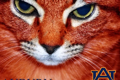 DeviantArt: More Like Auburn University Wallpapers By Olorinthewhite