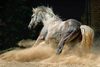 Majestic Beauty   Arabian And Andalusian Horses [36 Pics ...
