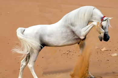 Arabian Horse In The Sand   Wallpapers Horse ColoringWallpapers ...