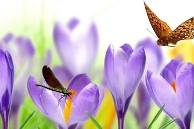 Cute Butterfly With Flowers Wallpapers Widescreen