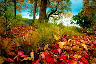 Hd Nature Wallpapers 1920x1080